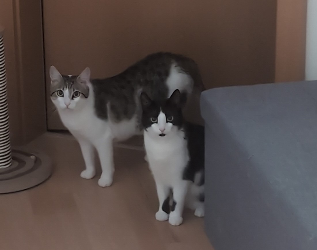 Die Katzen - moralische Unterstützung